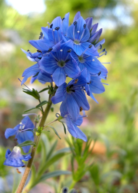 Veronica orsiniana